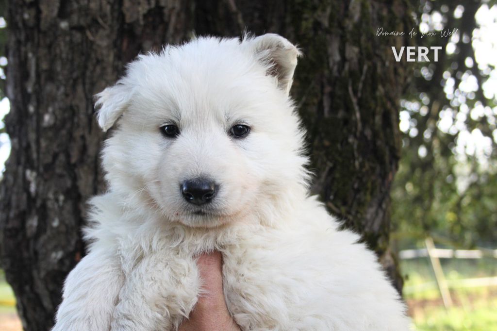 du Domaine de Nox'well - Chiots disponibles - Berger Blanc Suisse