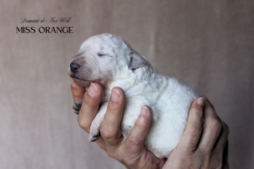 du Domaine de Nox'well - Chiots disponibles - Berger Blanc Suisse