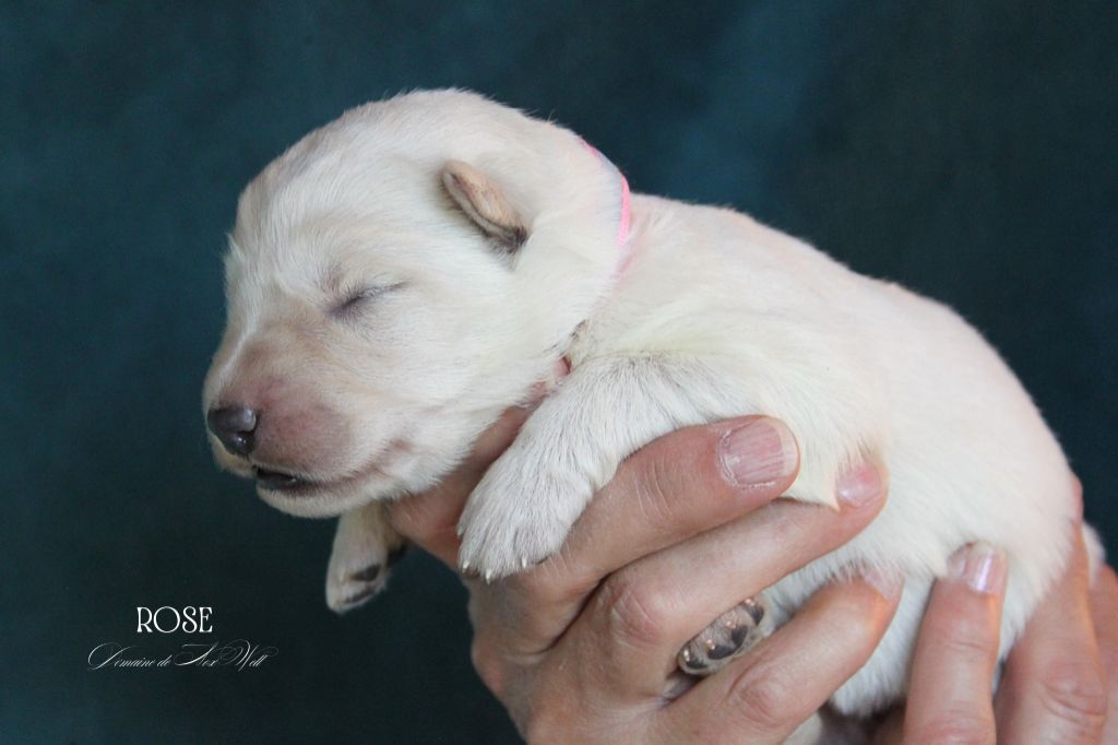 du Domaine de Nox'well - Chiots disponibles - Berger Blanc Suisse