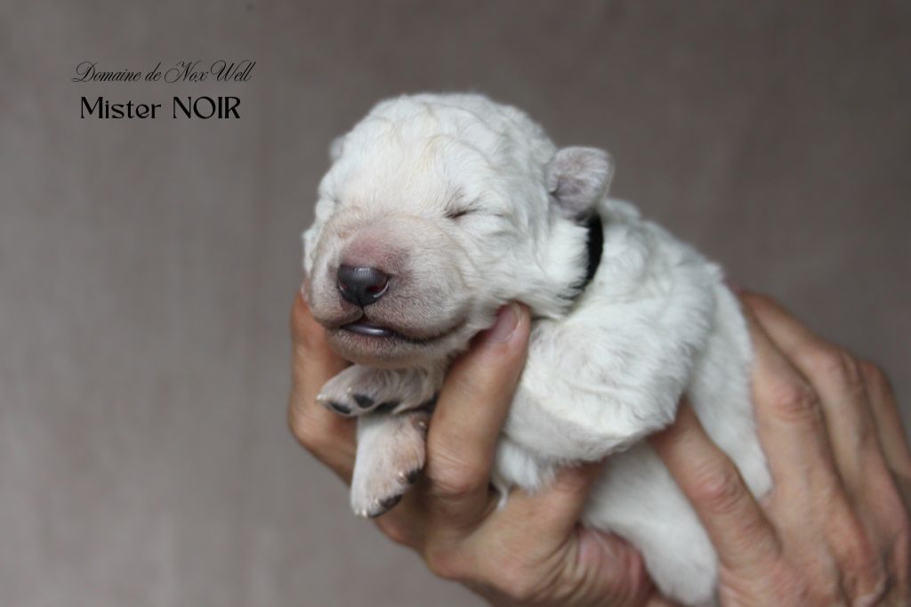 du Domaine de Nox'well - Chiots disponibles - Berger Blanc Suisse