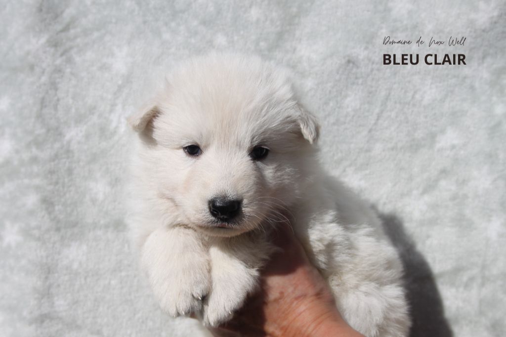 du Domaine de Nox'well - Chiots disponibles - Berger Blanc Suisse