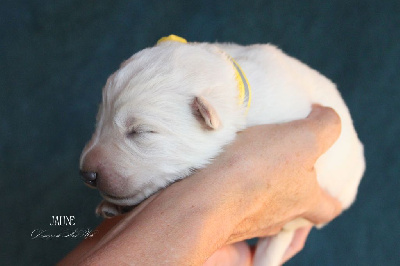 COLLIER JAUNE