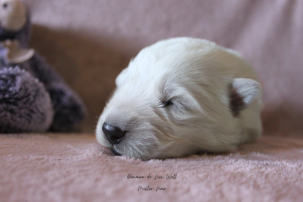 du Domaine de Nox'well - Chiots disponibles - Berger Blanc Suisse