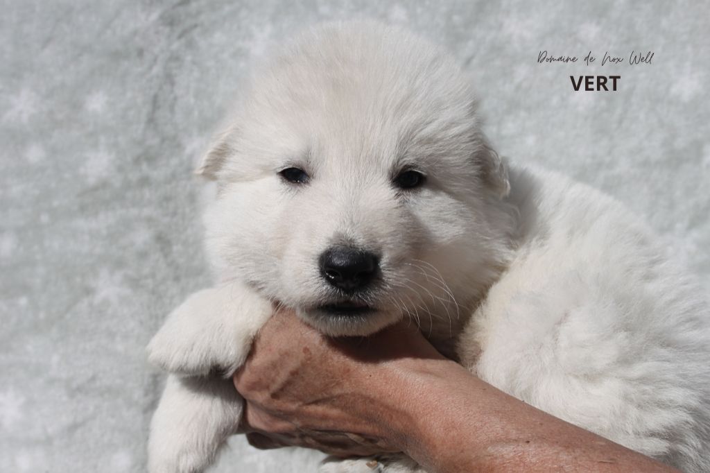 du Domaine de Nox'well - Chiots disponibles - Berger Blanc Suisse