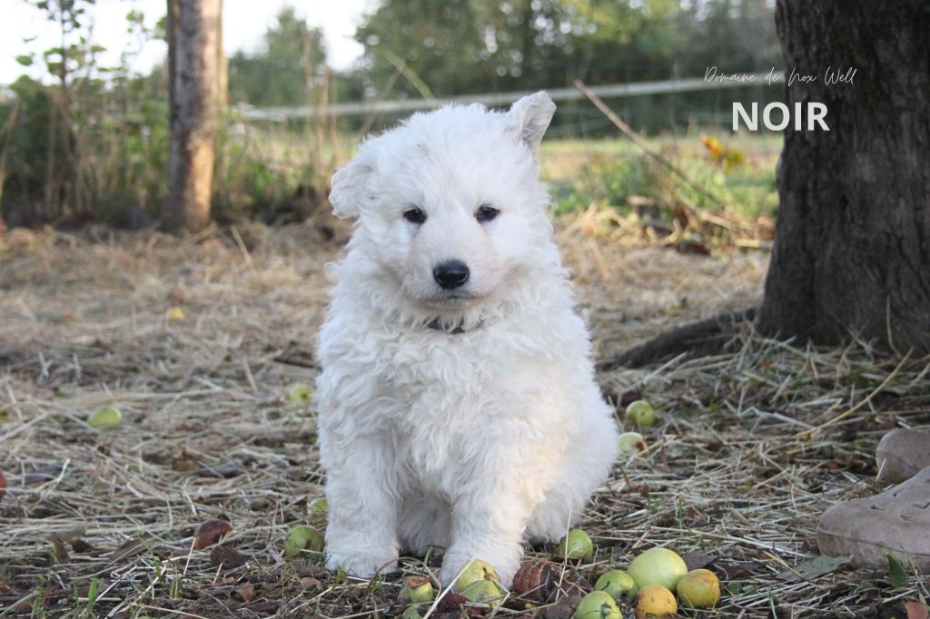 du Domaine de Nox'well - Chiots disponibles - Berger Blanc Suisse
