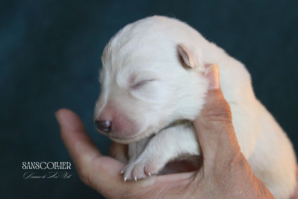du Domaine de Nox'well - Chiots disponibles - Berger Blanc Suisse