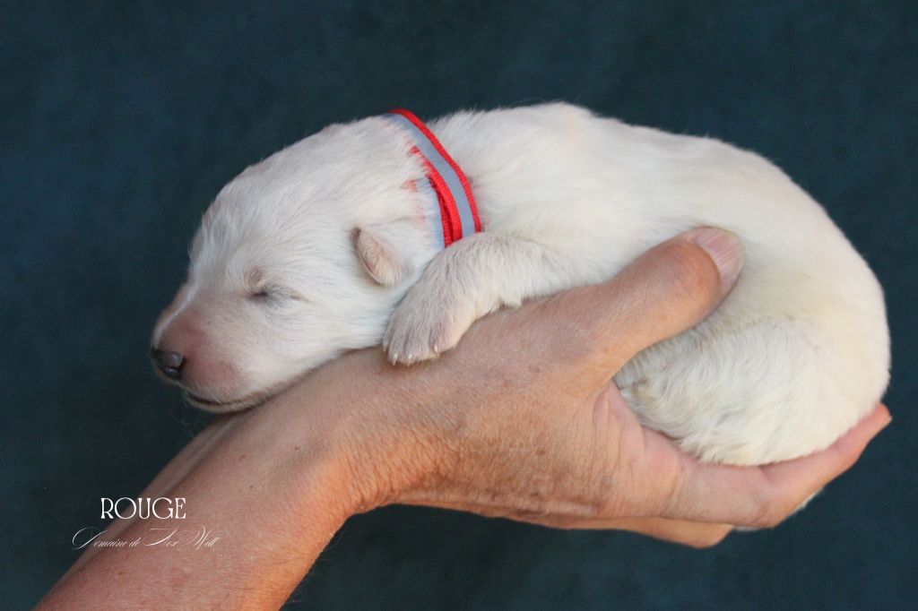 du Domaine de Nox'well - Chiots disponibles - Berger Blanc Suisse