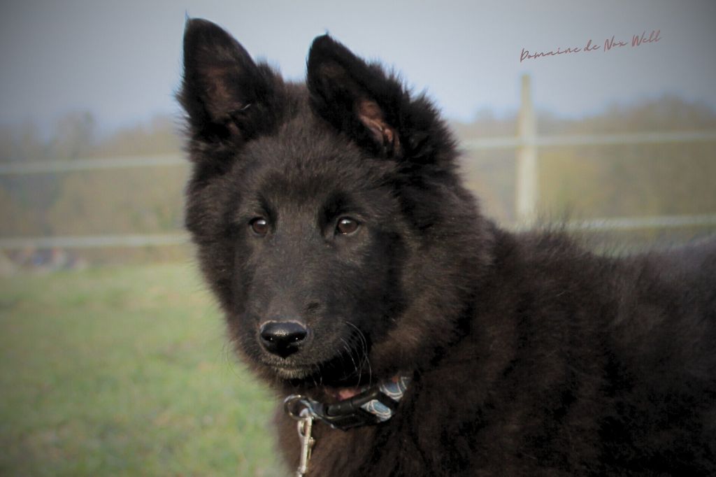 du Domaine de Nox'well - Chiots disponibles - Berger Belge