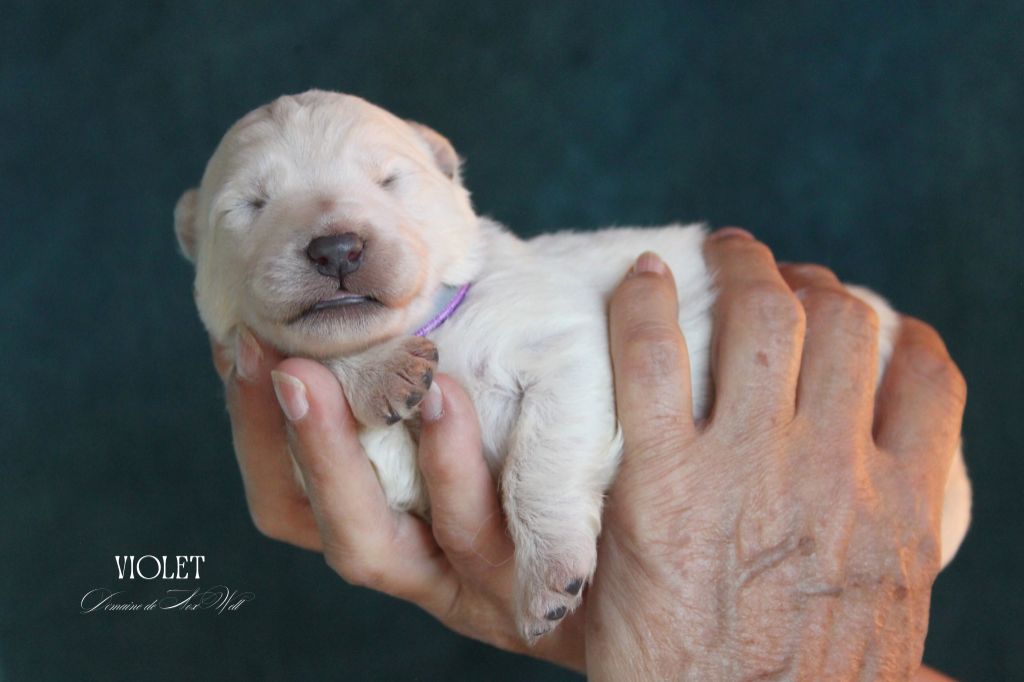 du Domaine de Nox'well - Chiots disponibles - Berger Blanc Suisse