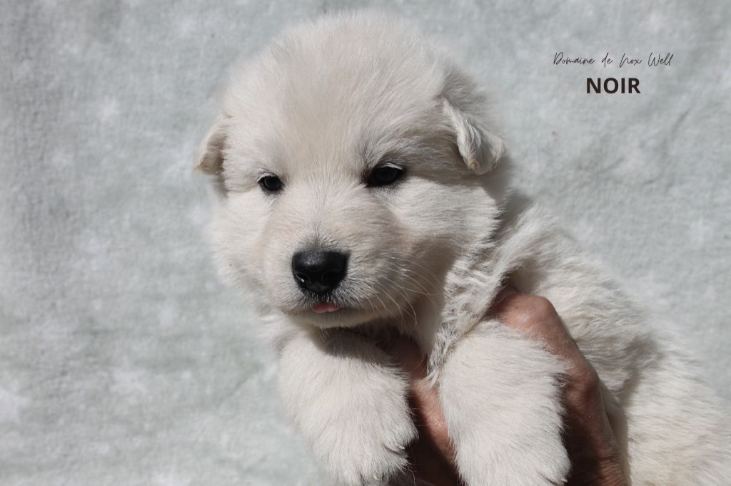 du Domaine de Nox'well - Chiots disponibles - Berger Blanc Suisse