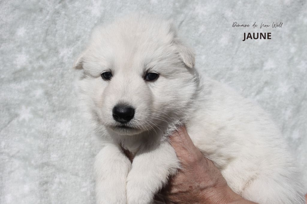 du Domaine de Nox'well - Chiots disponibles - Berger Blanc Suisse