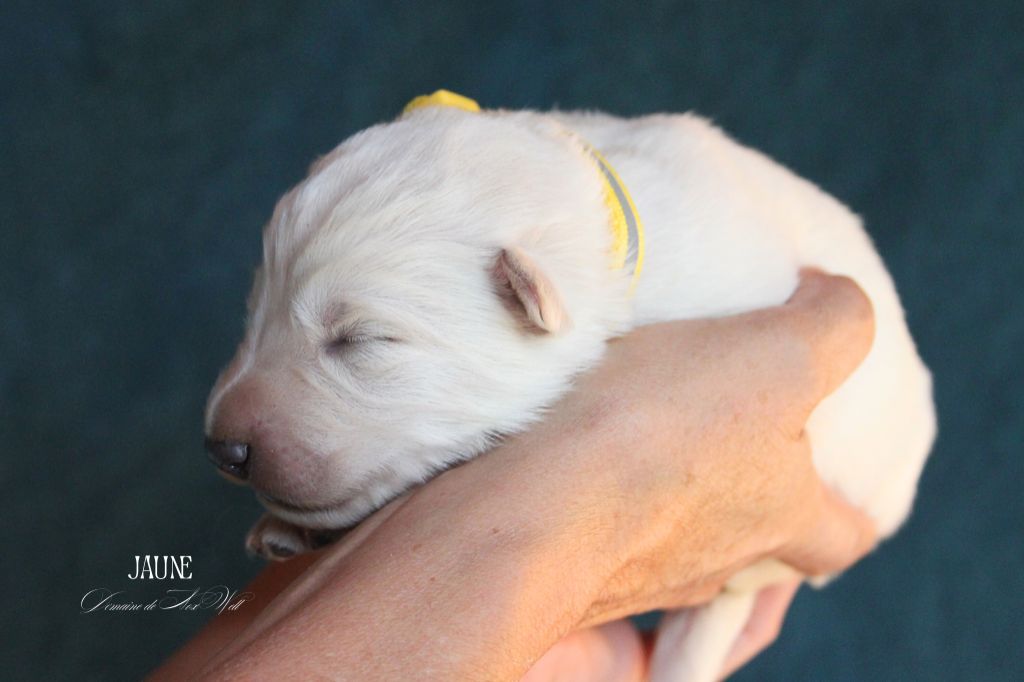 du Domaine de Nox'well - Chiots disponibles - Berger Blanc Suisse