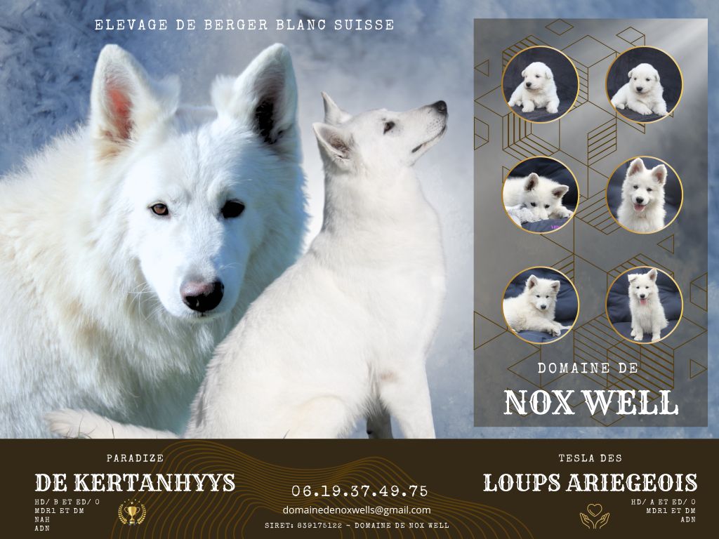 du Domaine de Nox'well - Berger Blanc Suisse - Portée née le 01/03/2025
