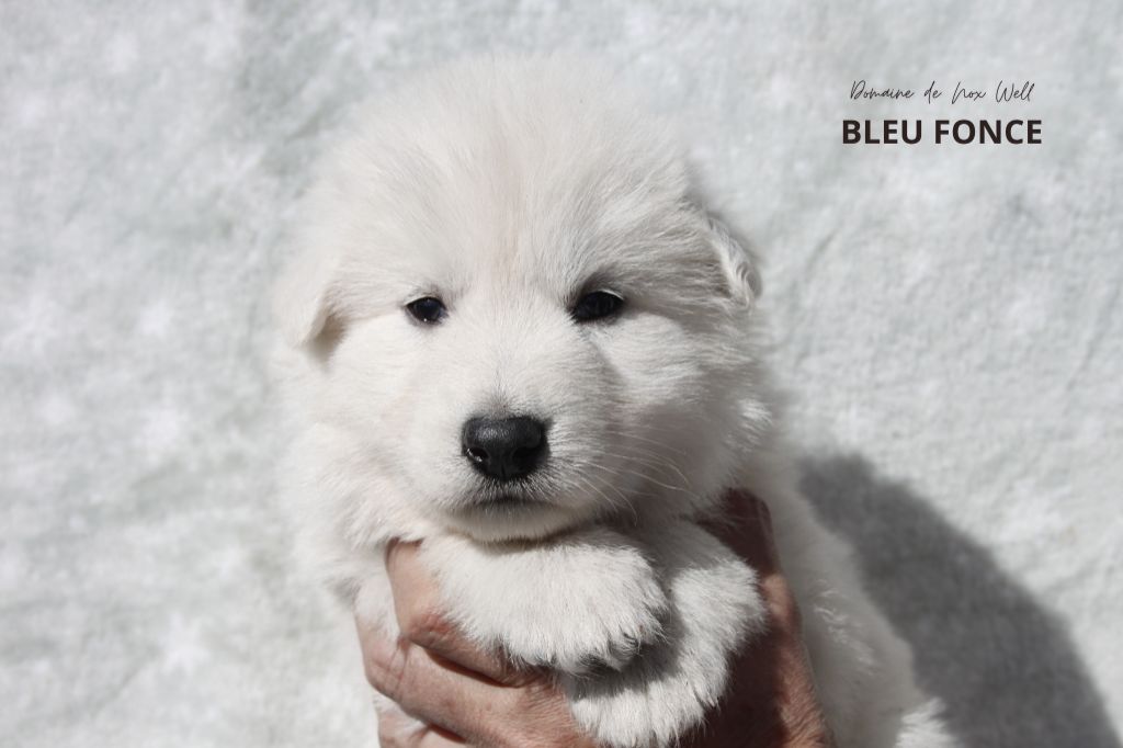 du Domaine de Nox'well - Chiots disponibles - Berger Blanc Suisse